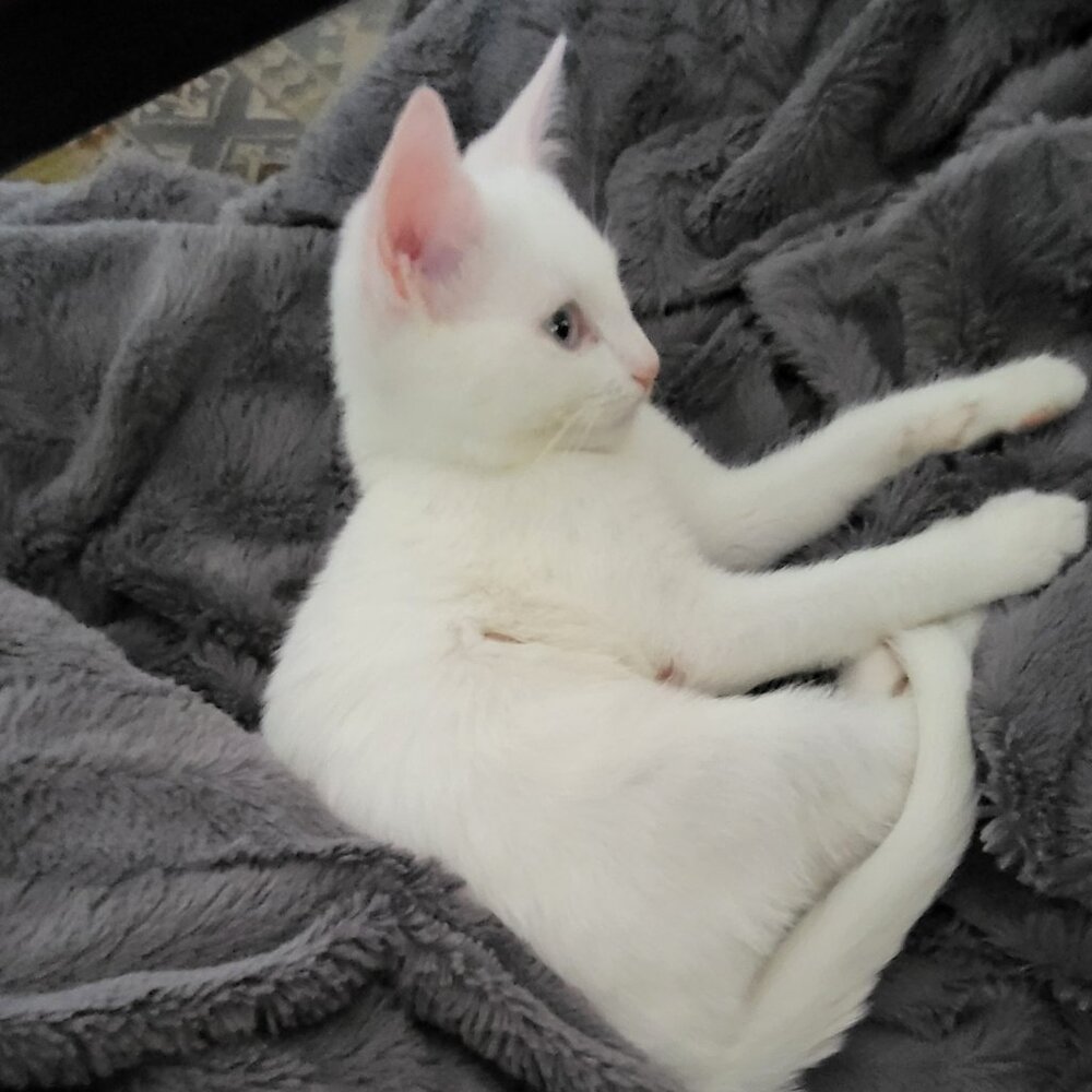 Please make her an offer so she pays more attention to me!!!